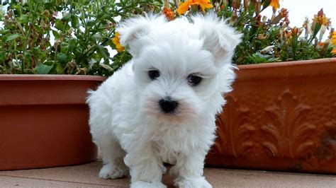 maltese french bulldog mix.